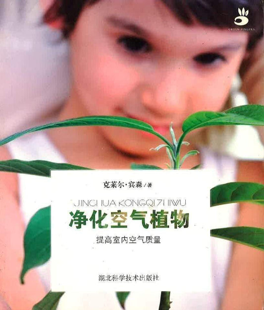 净化空气植物