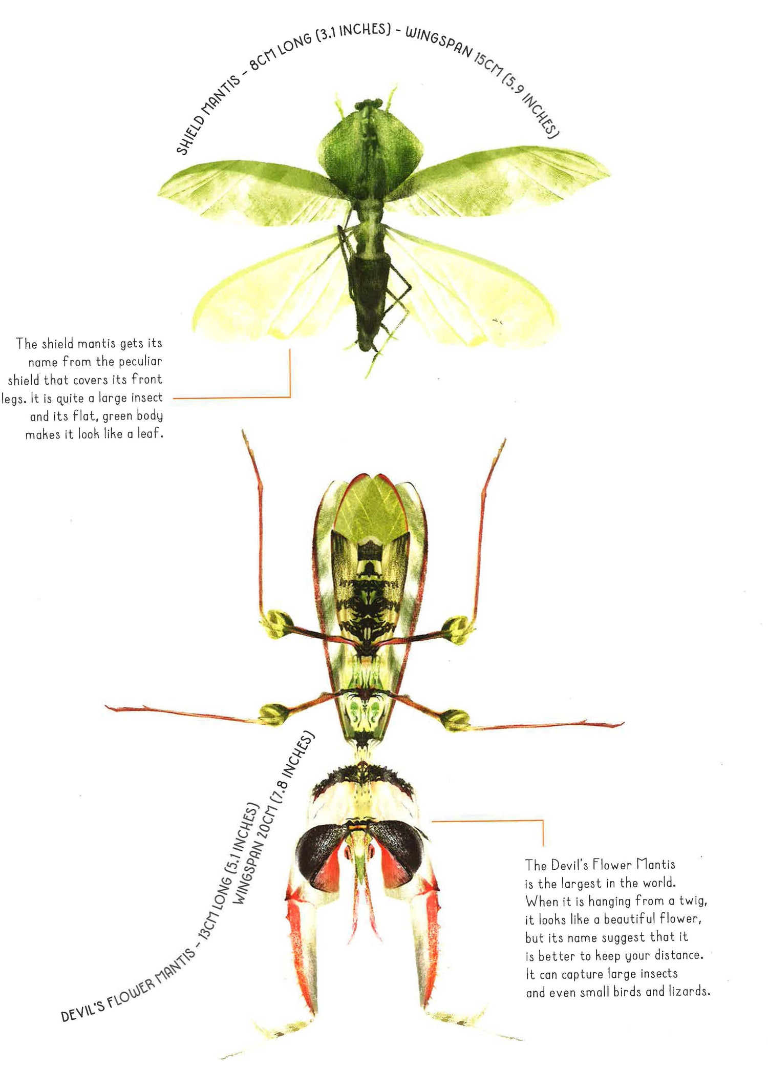 100% Full Size Bugs