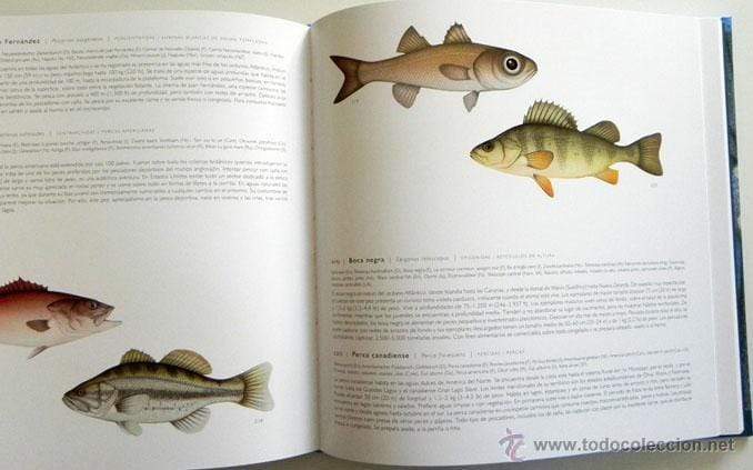 365 Fish