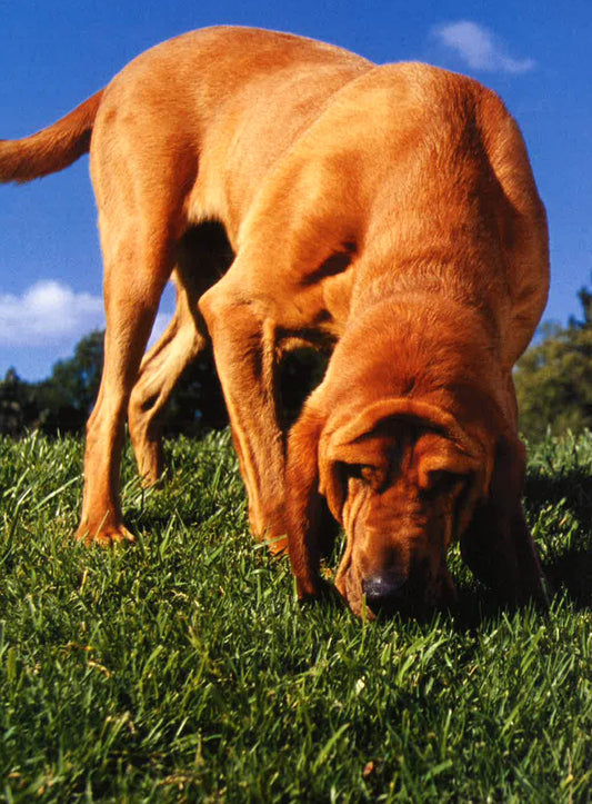 Dog Heroes