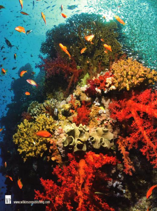 Wild Oceans