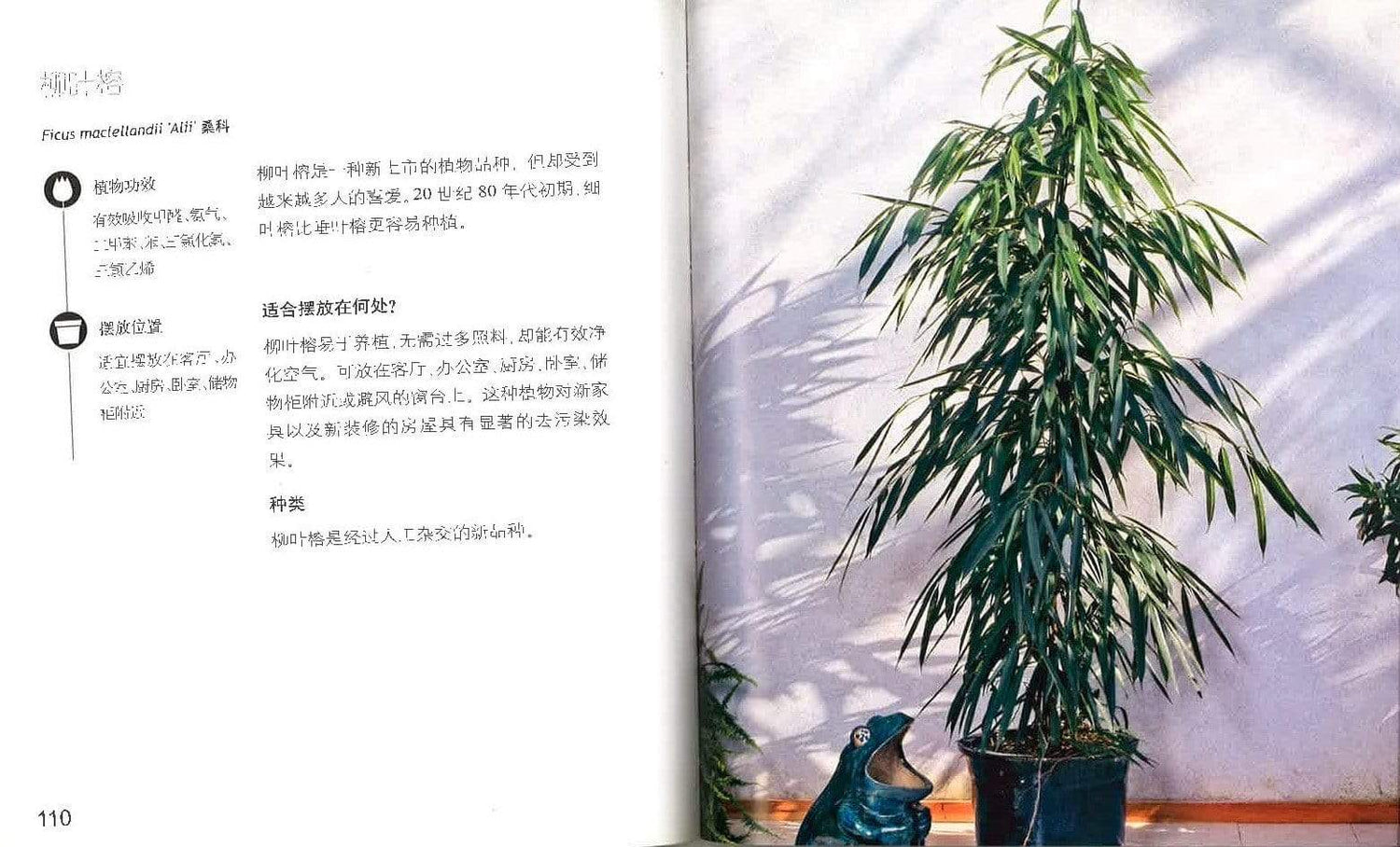 净化空气植物