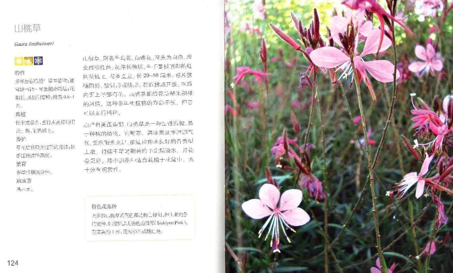低维护花园