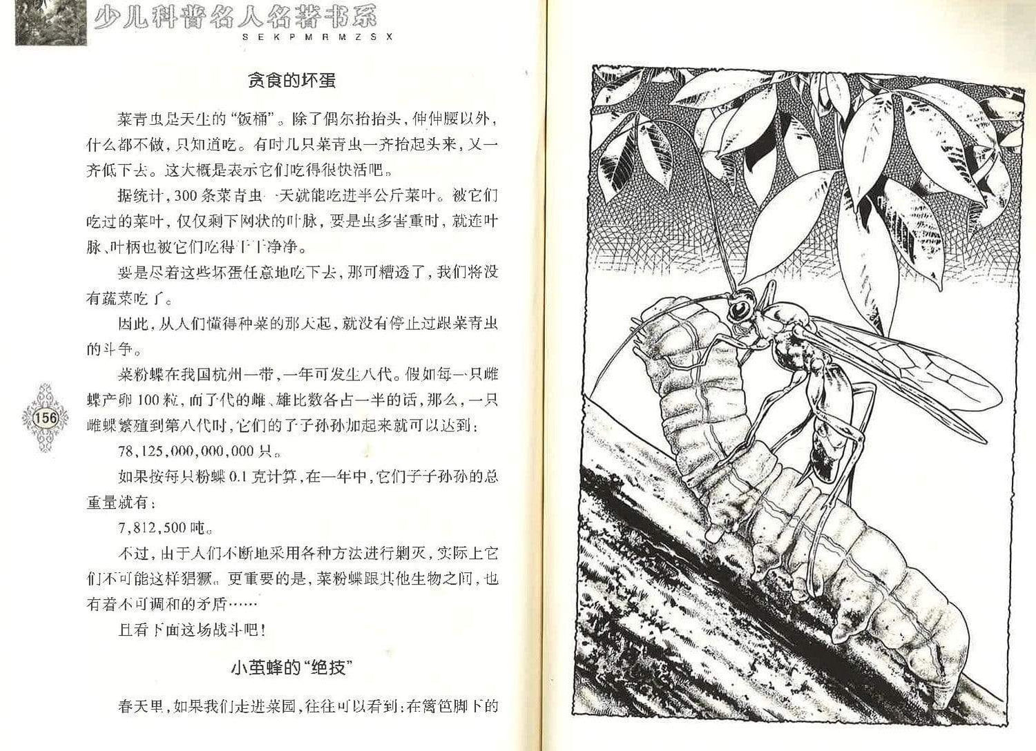 蜜蜂的故事