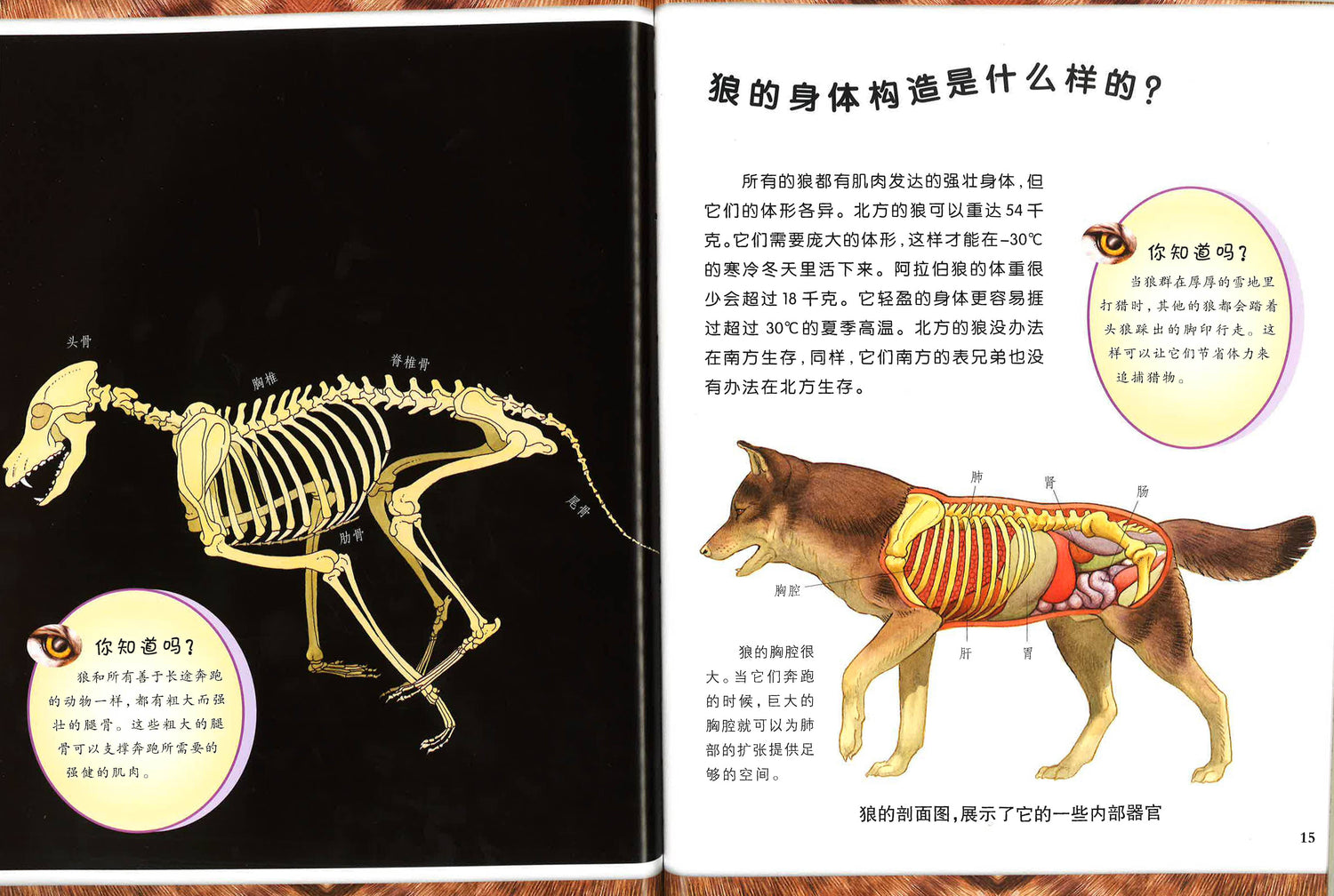 可怕的动物 狼