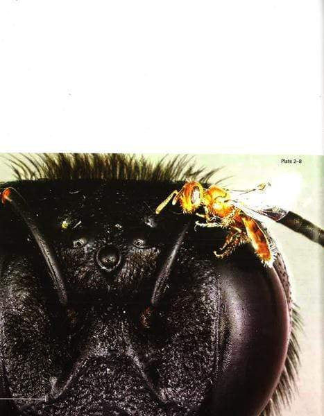 Bees: A Natural History