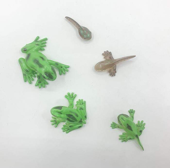 Gold Stars Factivity: Animal Factivity