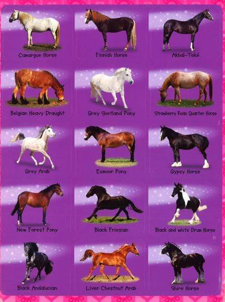 Horse And Pony