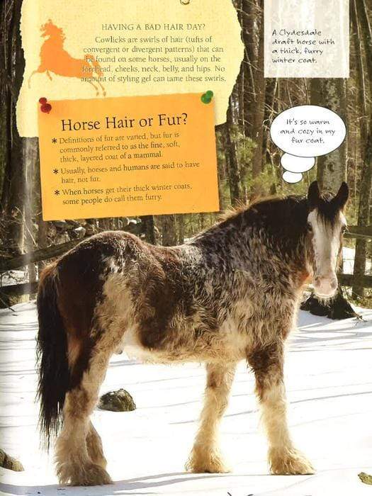 Horses: Amazing Facts And Trivia