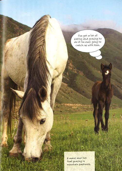 Horses: Amazing Facts And Trivia