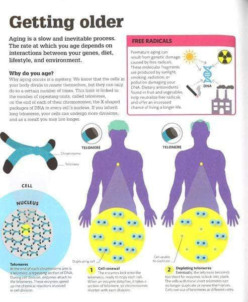 How The Body Works