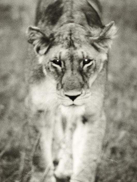 In Predatory Light: Lions And Tigers And Polar Bears