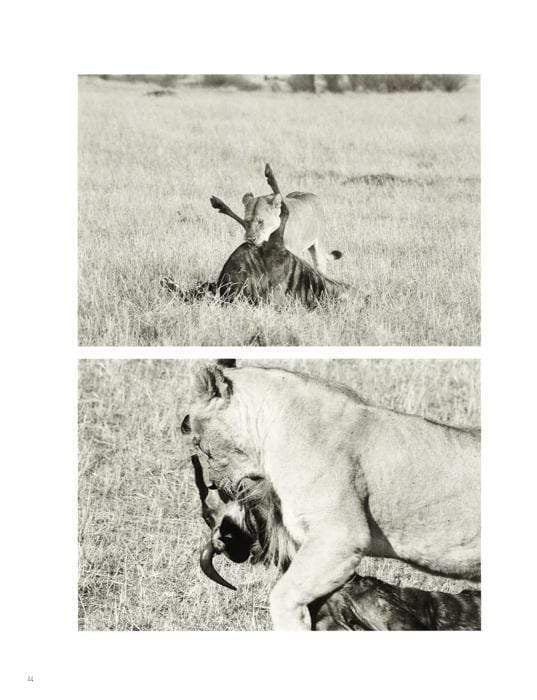 In Predatory Light: Lions And Tigers And Polar Bears