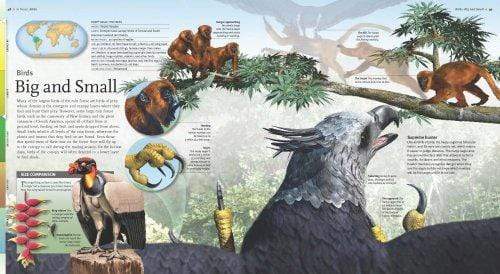 Insiders: Rain Forests (HB)