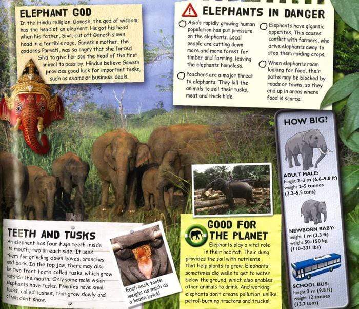 Planet Animal