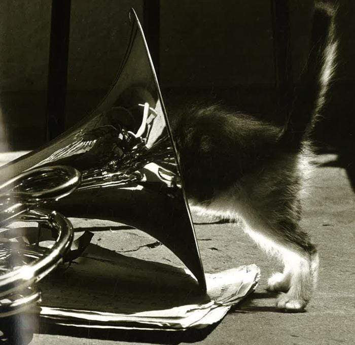 The Big Book Of Cat