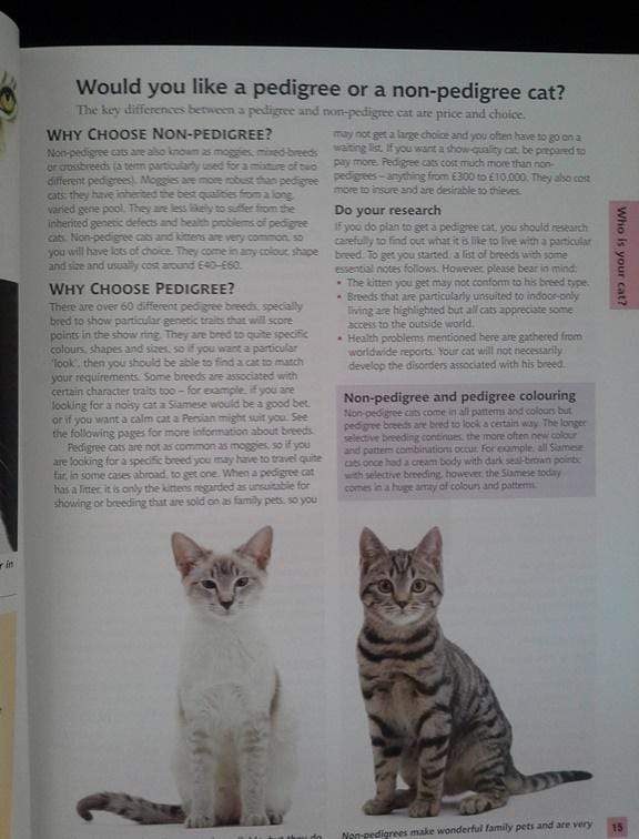 The Cat Expert