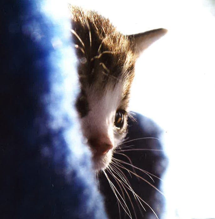The Secret Life Of Kittens