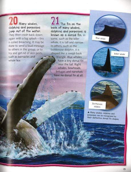 Whales & Dolphins (100 Facts)