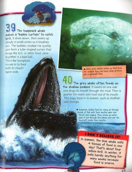 Whales & Dolphins (100 Facts)