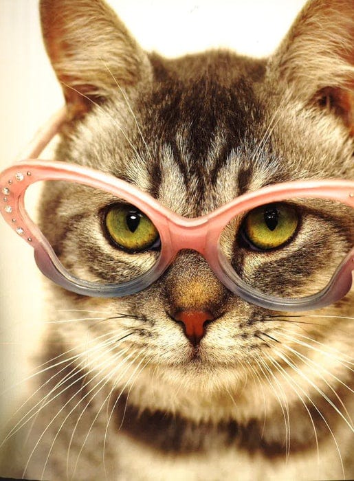 Why Dogs Are Better Than Cats