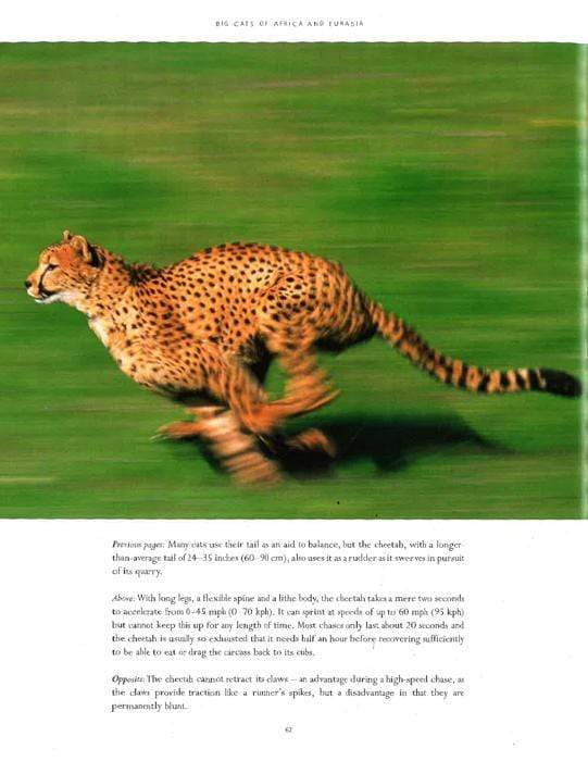 Wild Cats